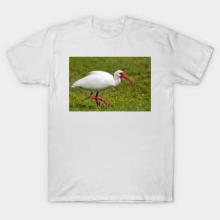 Ibis up close T-Shirt